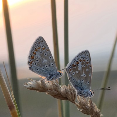 De blauwtjes genieten in de ondergaande zon