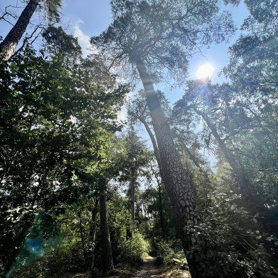 MTB tussen zon en schaduw – Lage Vuursche