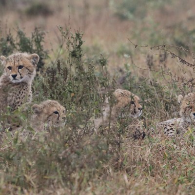 Jonge Cheetah's
