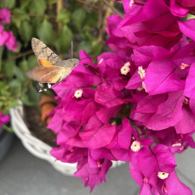 Kolibrievlinder in eigen tuin.