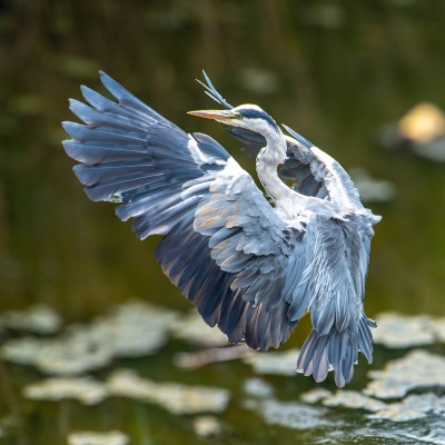 Grey Heron Dancing