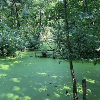 het achterpad in het IJsselbos