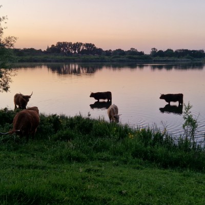 Schotse Hooglanders